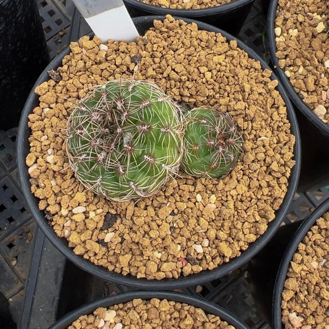 骑***马038实生根裸萼多肉植物带盆土