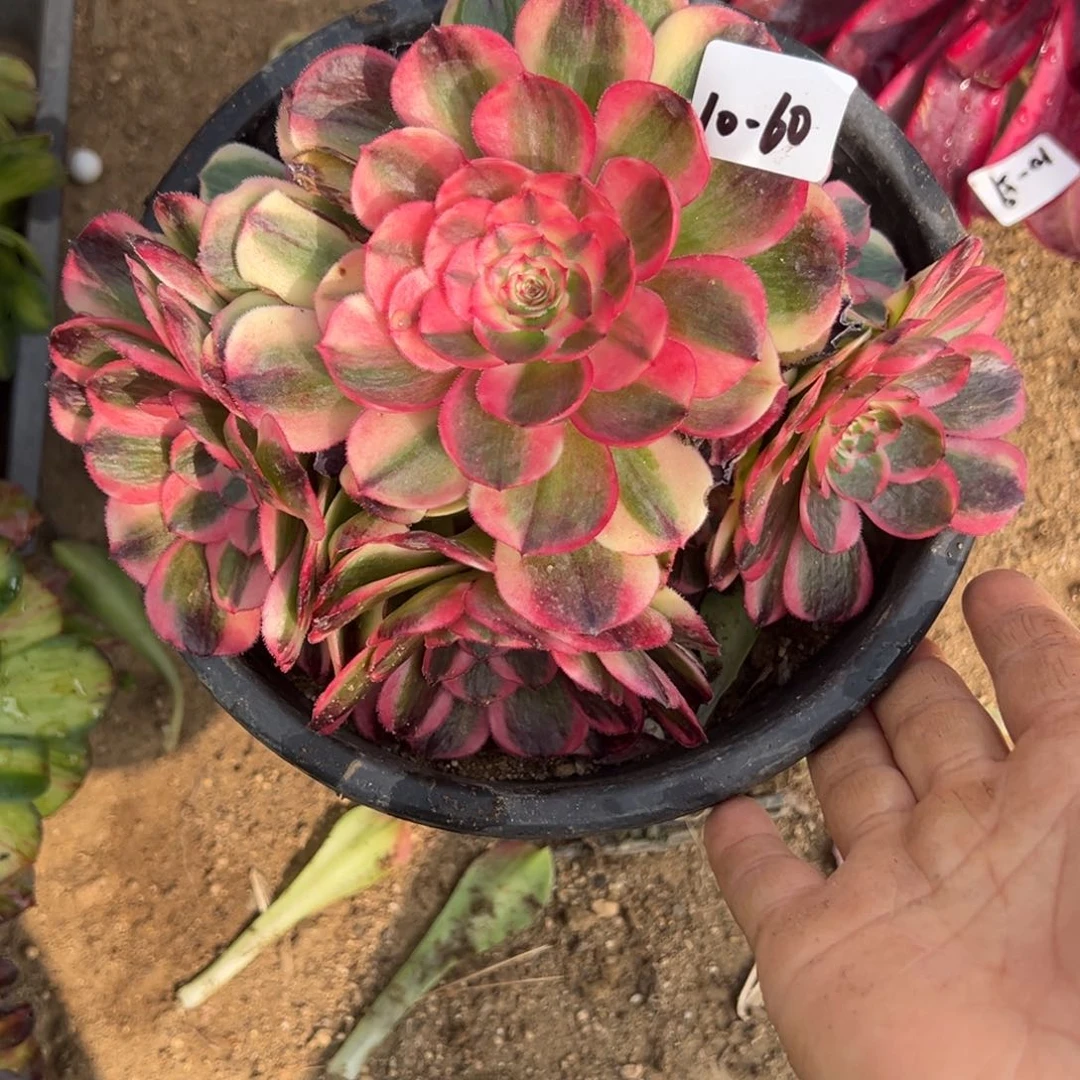 60海神多肉多肉多肉