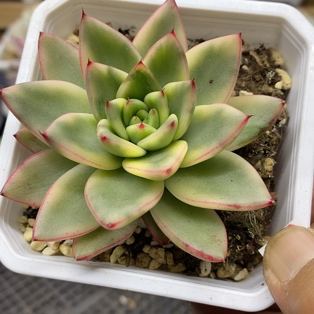 0190 不知名东云覆轮锦