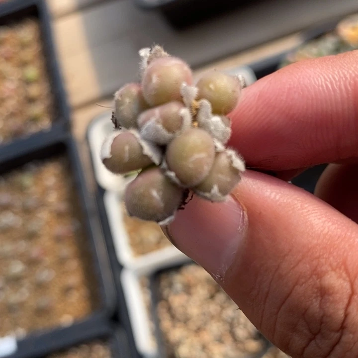 2562史蒂芬尼毛球