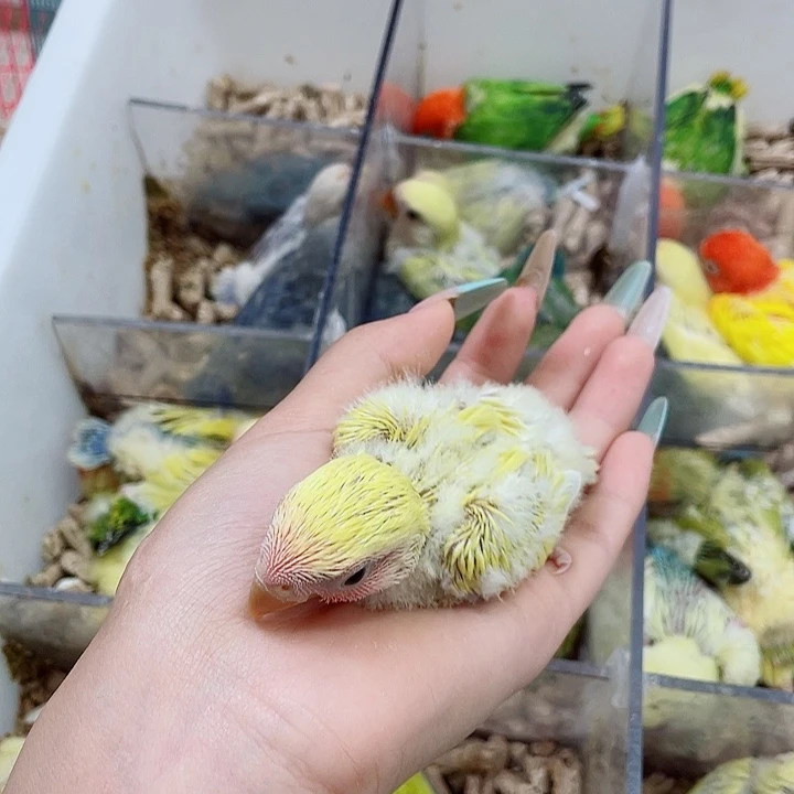 八**.牡丹半毛一只