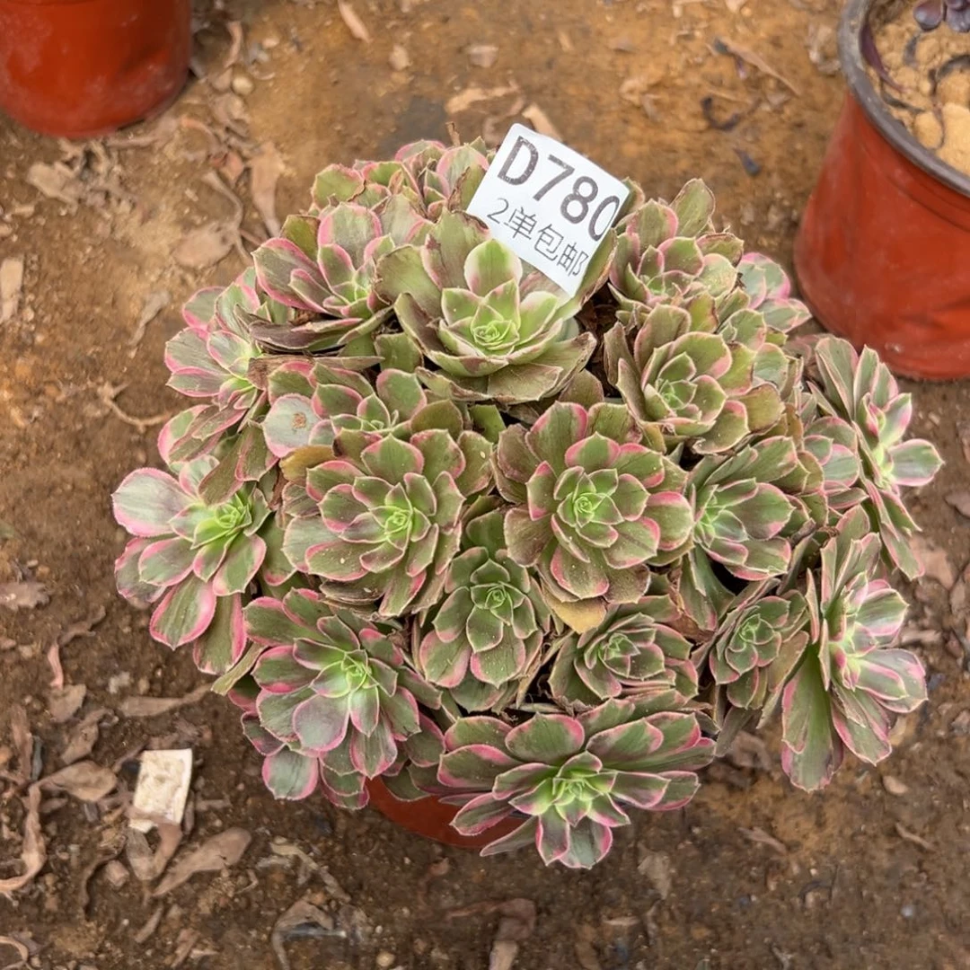 780多肉   安娜不包断头