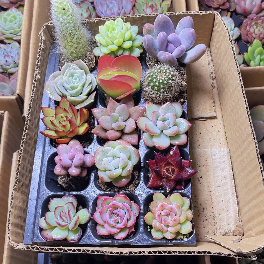 【量拍】15颗小贵货约2-4厘米