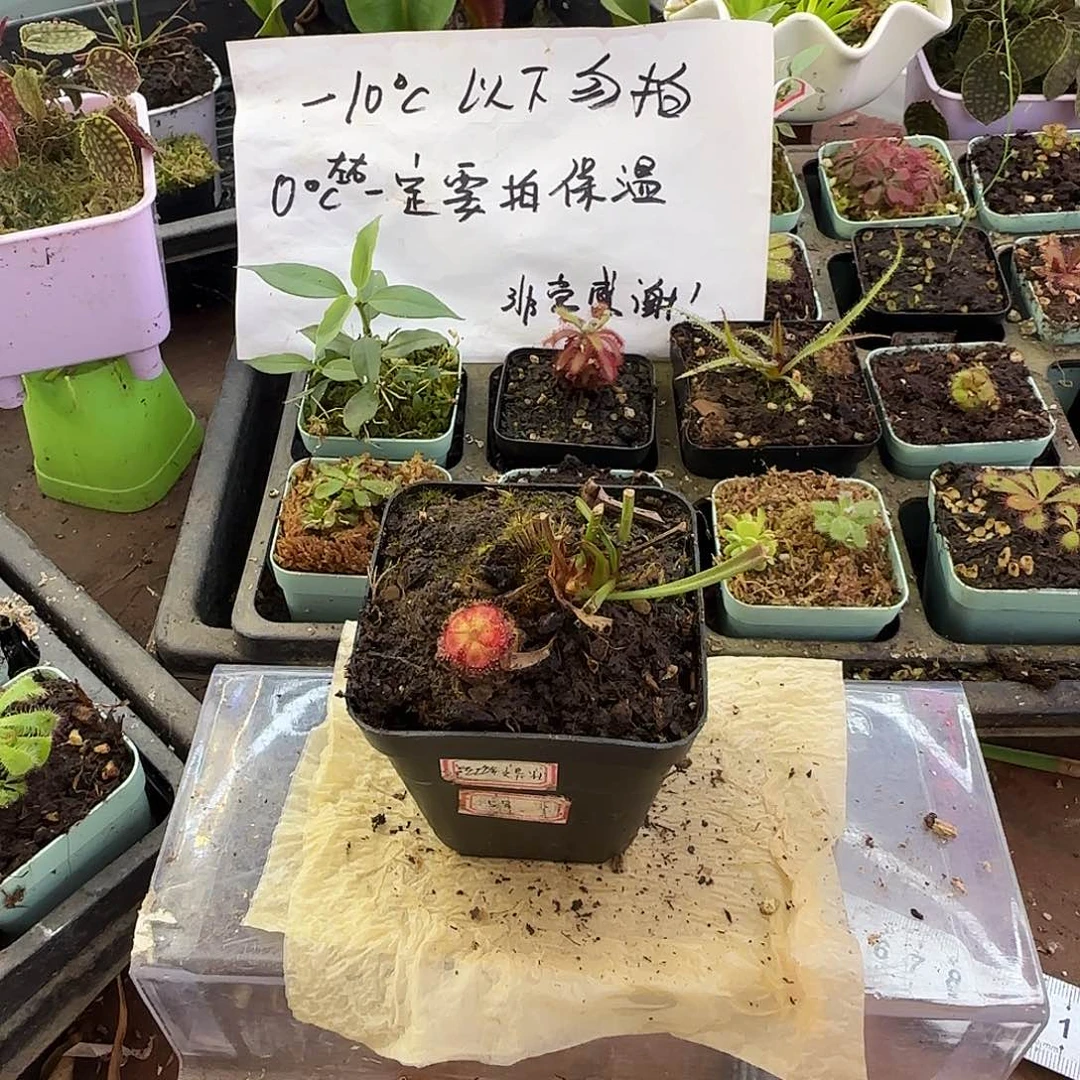 劳***帝无花朵瓶子草小盆