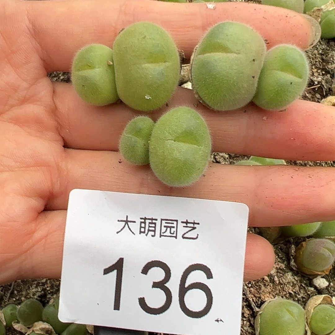 0000136量拍长毛翠滴双头3颗