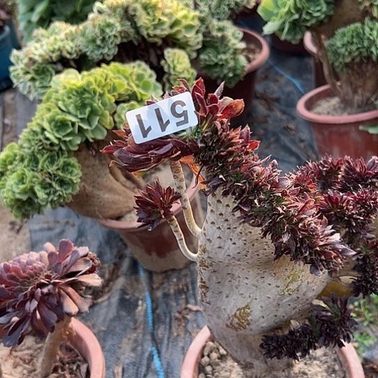 桑***珍多肉植物一个有伤