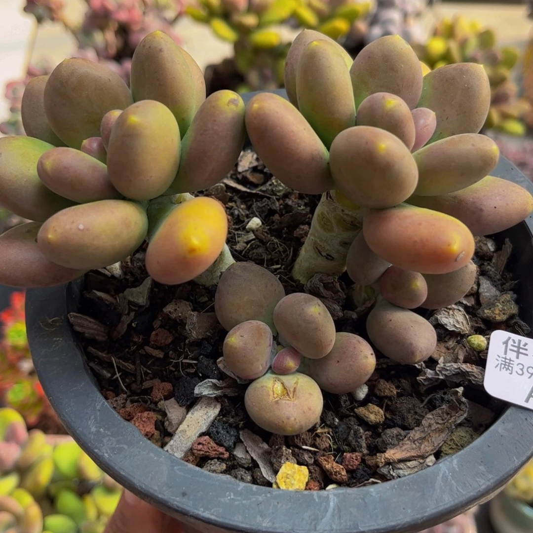 665/10cm芒果奶多肉植物