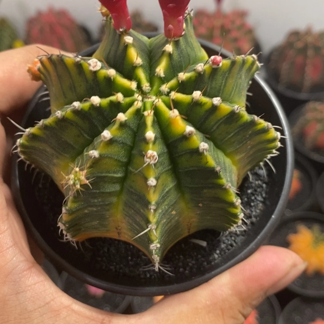 泰系全品米哈（微瑕）—带盆土发货19