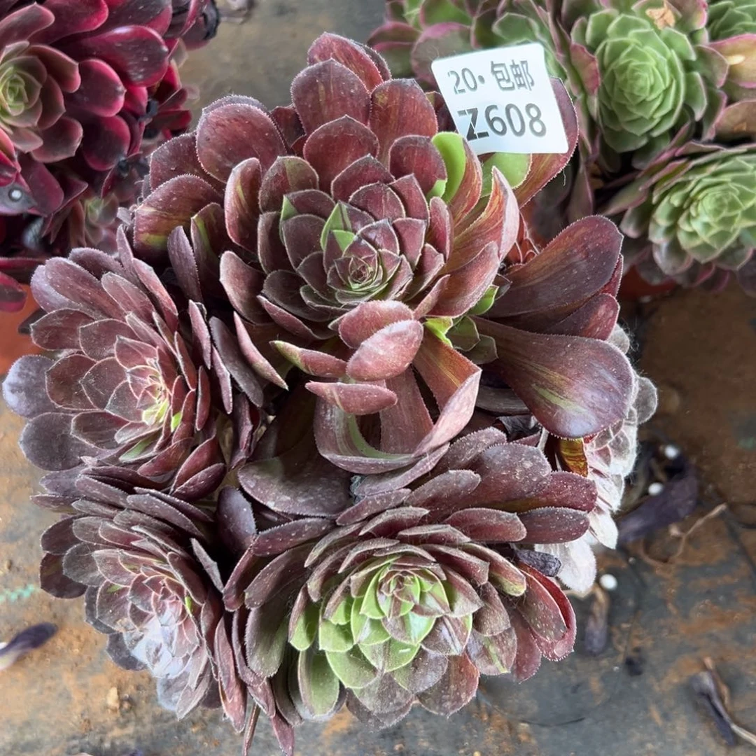 608花月夜，满20包邮