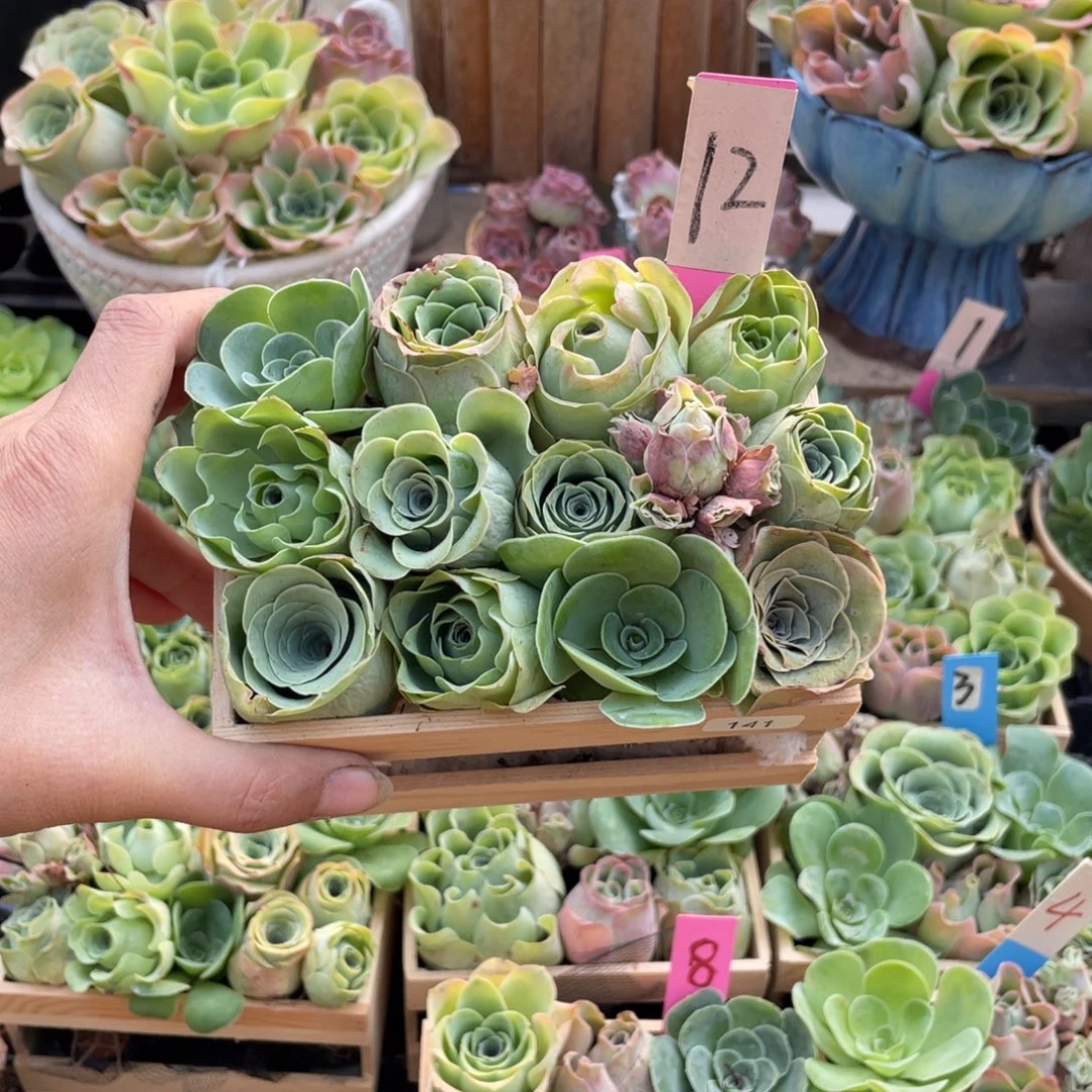 是***呀山地玫瑰多肉植物花卉141木盒