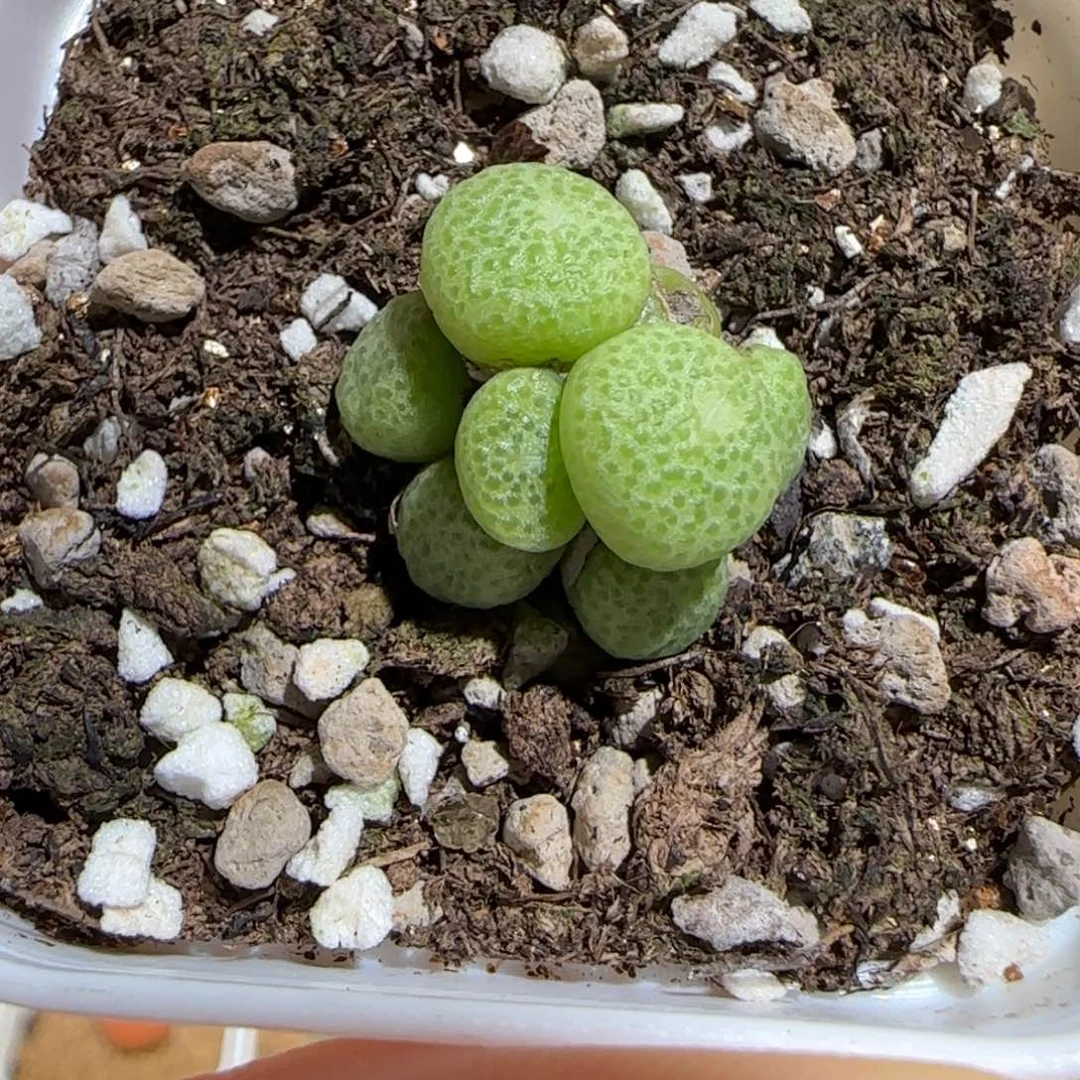 肉锥多肉植物组合-青团有疤1560