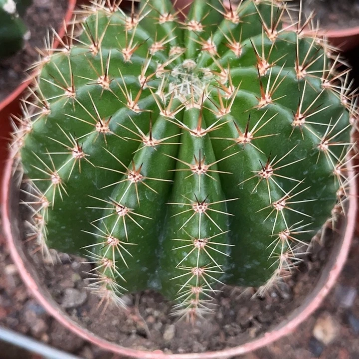 118号实生彩草带盆土