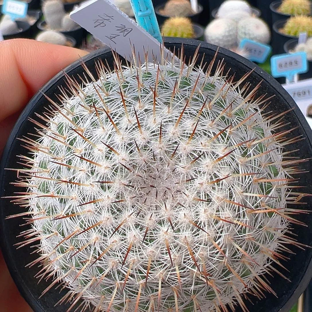 6566希望丸实生裸根发