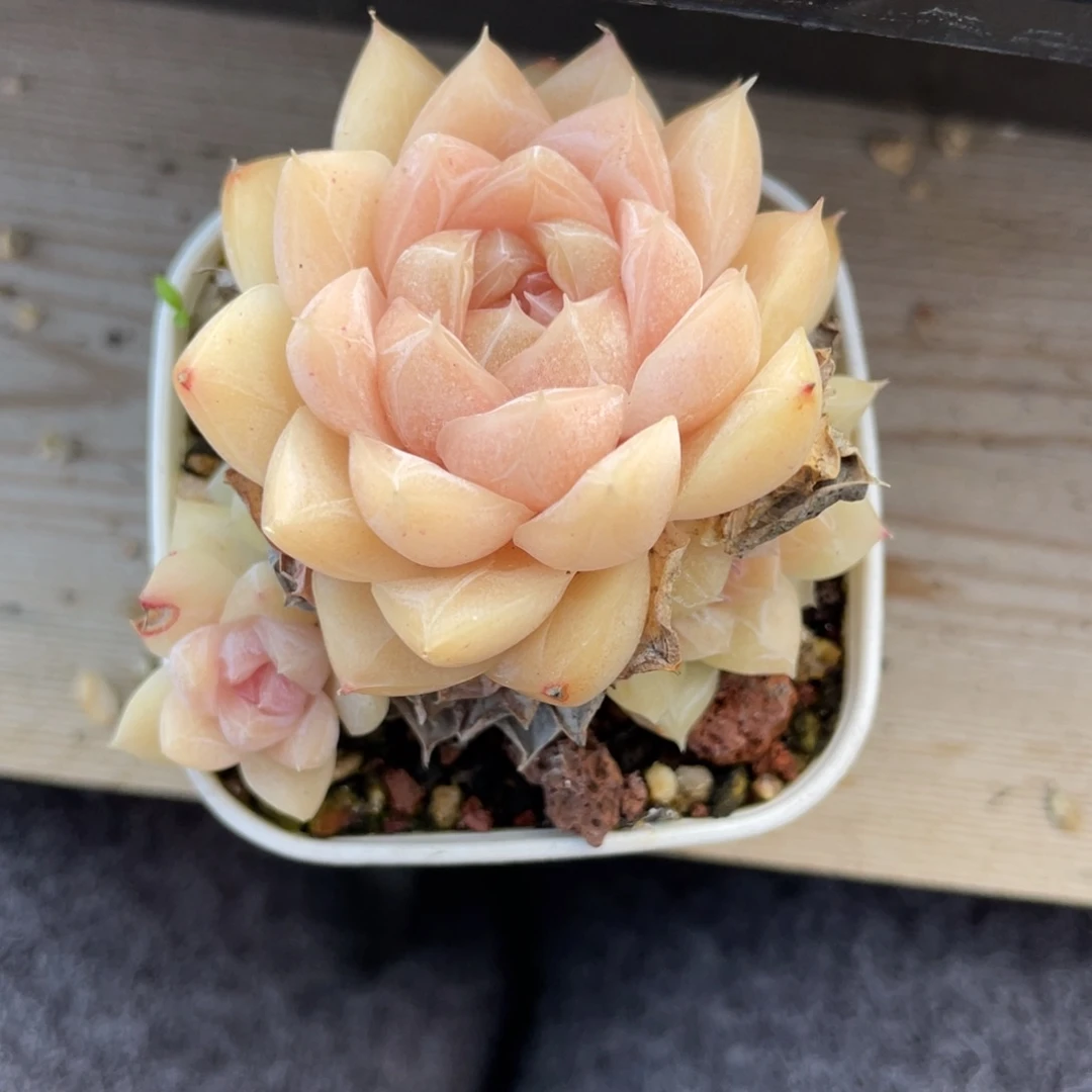 Z优选女王多肉福利2665