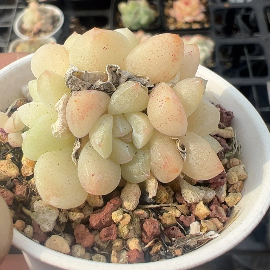 小卡拉米糖心一物一拍