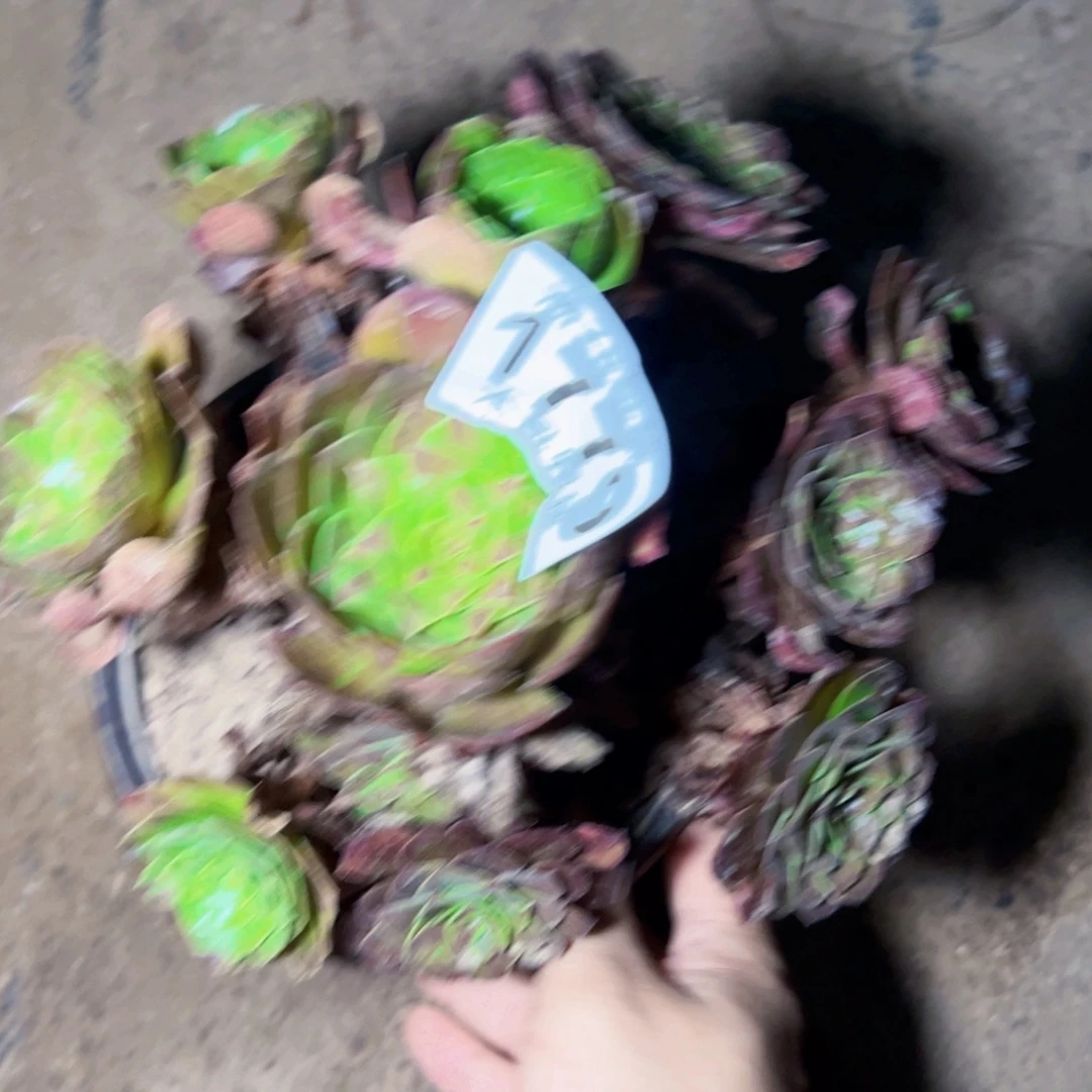 花月夜多肉植物1779