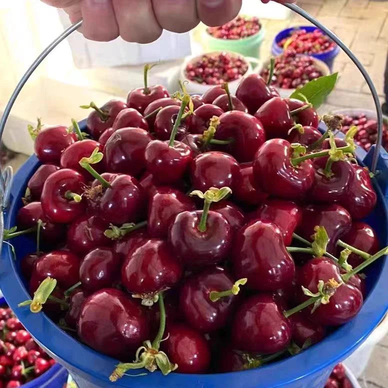 【顺丰次日达】大连头茬陆地美早大樱桃J大果 果王 现摘3斤装箱珍珠棉纸箱包装净重2.5斤（坏果包赔）美早樱桃