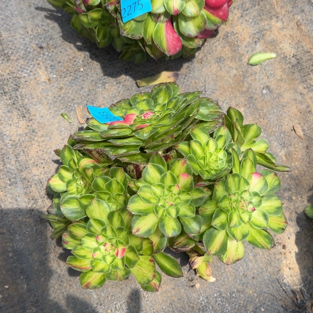 W*2283知否多肉植物