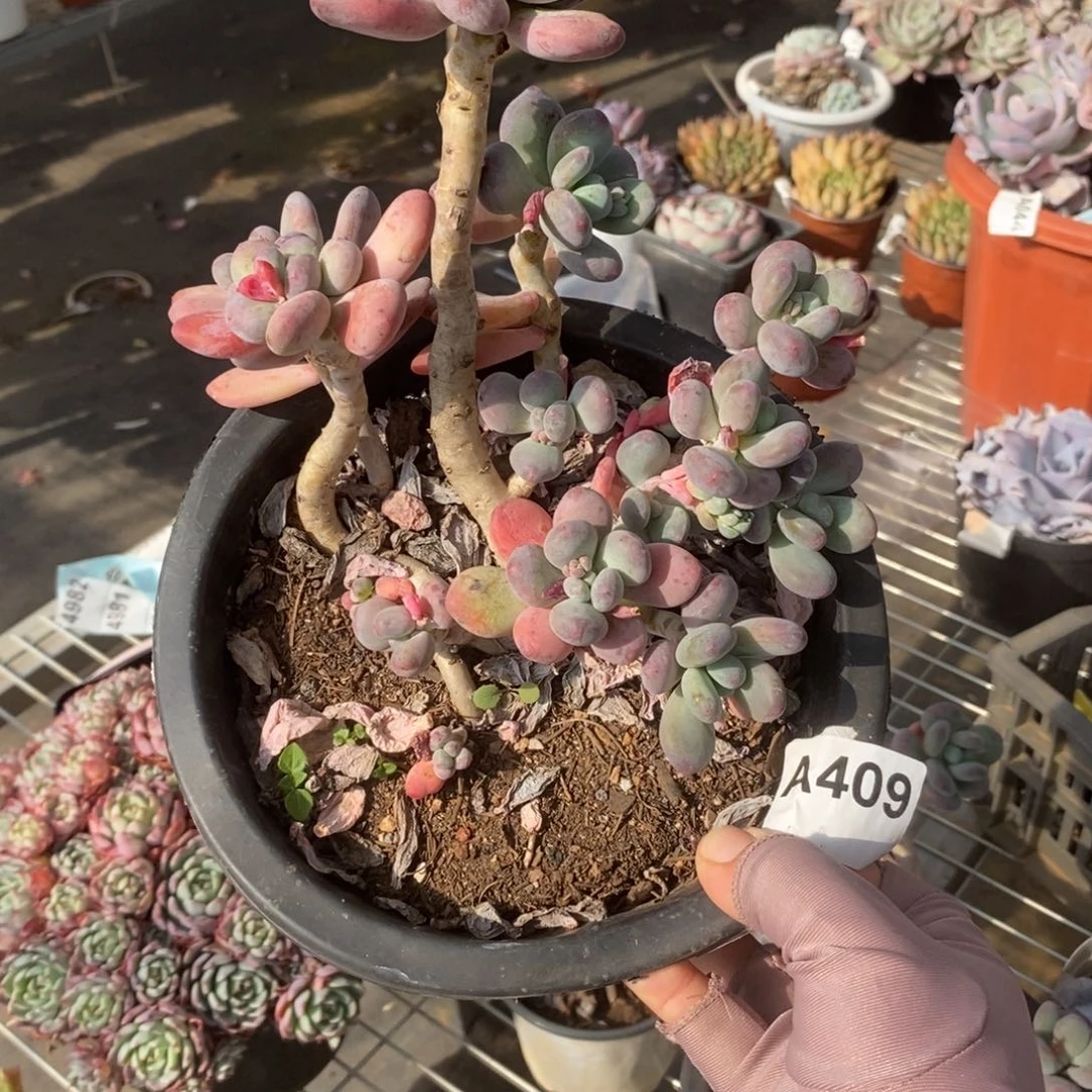 409苹果奶酪一物一拍