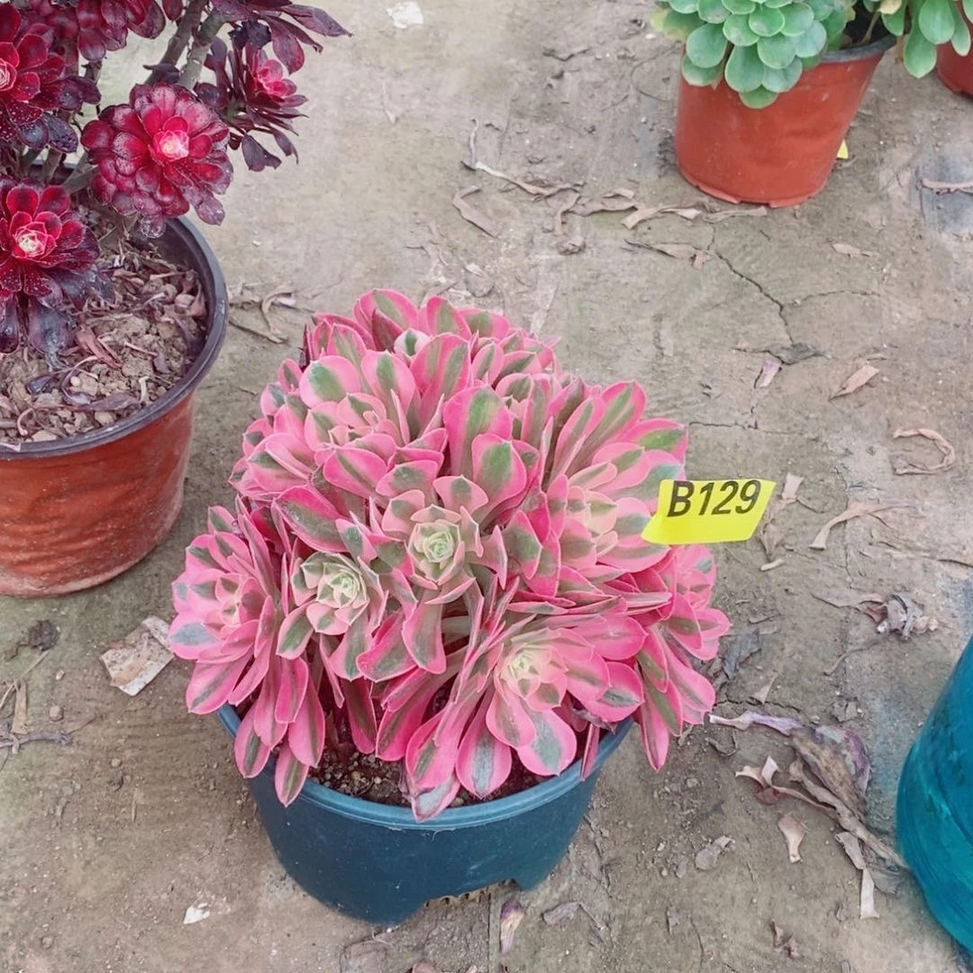 粉女巫丛林多肉法师129