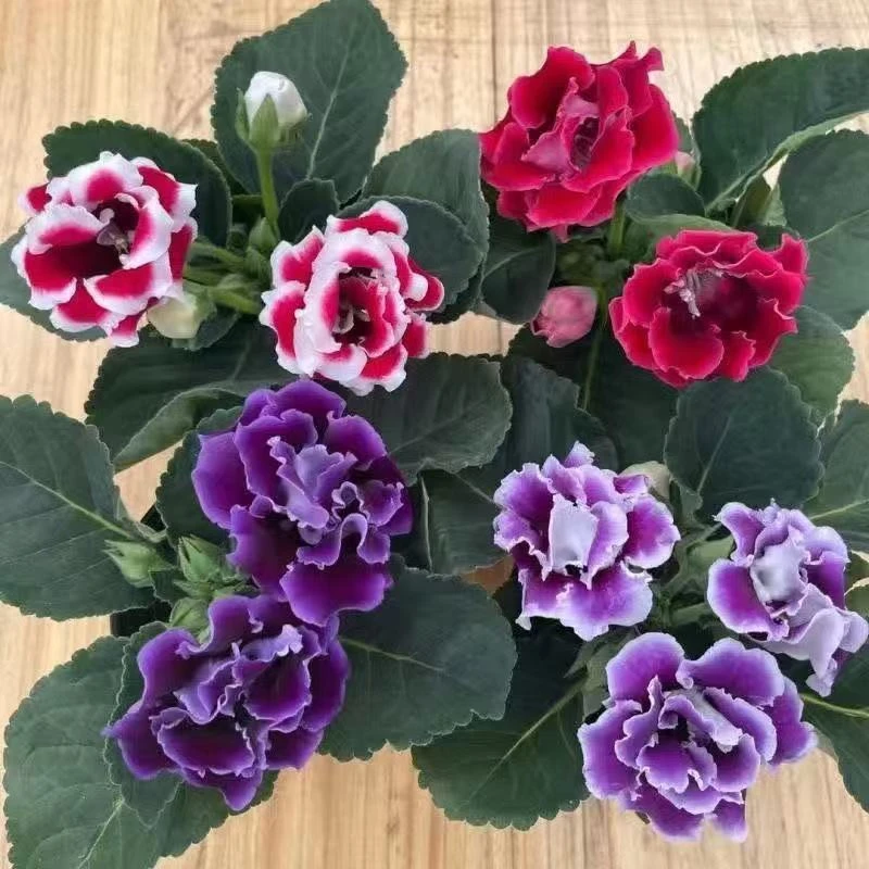 重瓣大岩桐花苗富贵芙蓉花卉室内观赏盆栽带花苞基地直发四季开花