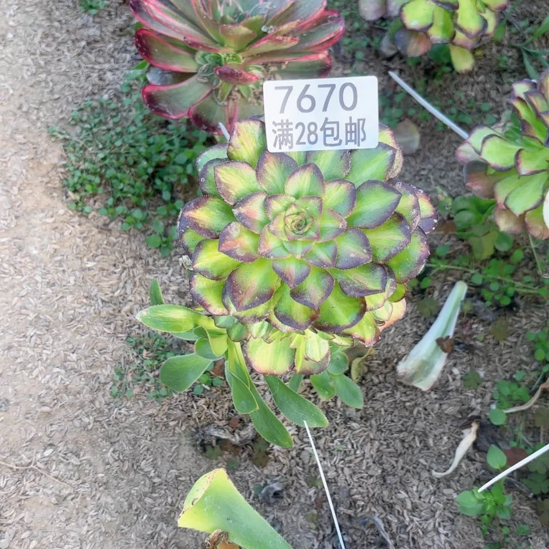 青*V. 7670海王七彩多肉