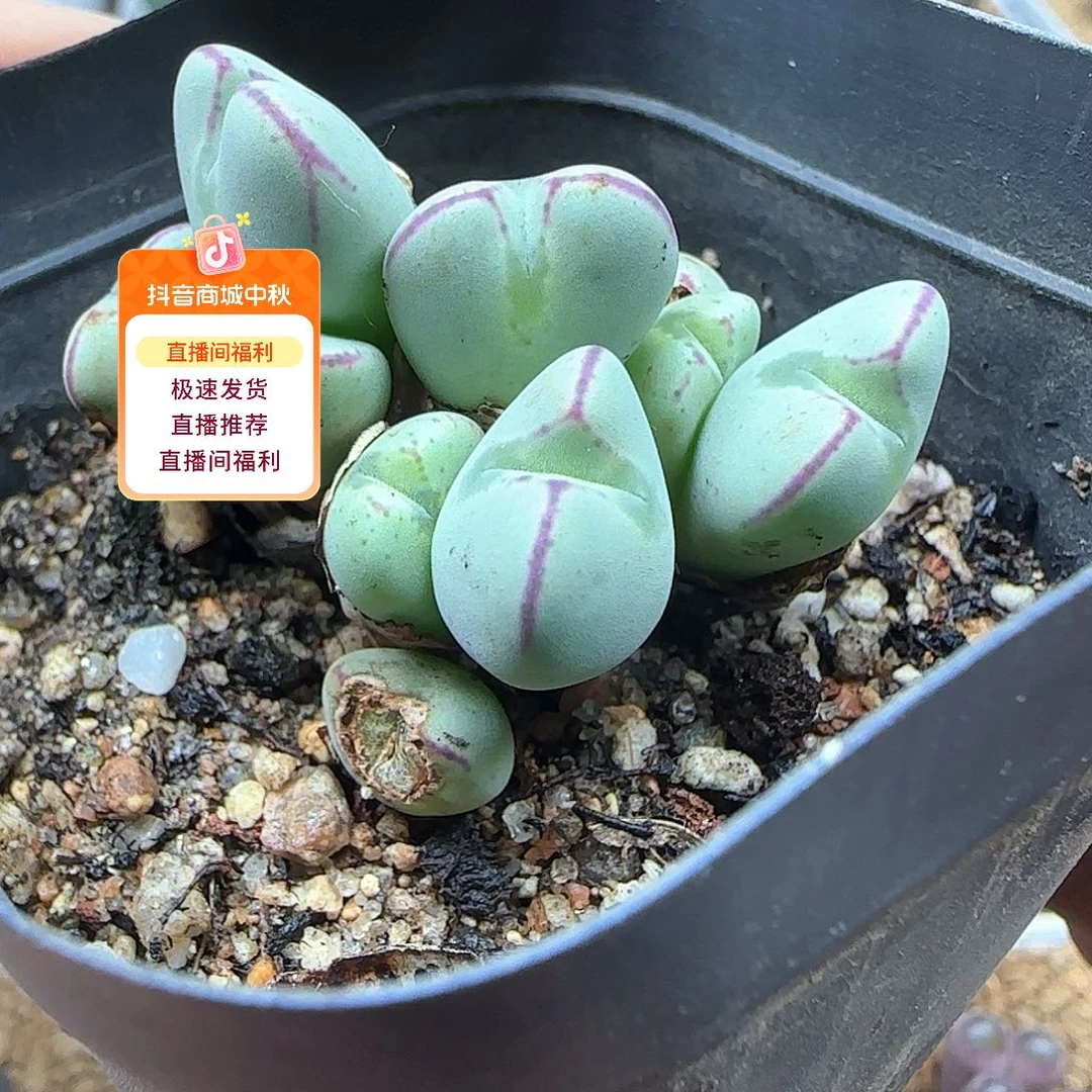 王***丽哈哈哈哈哈哈姐姐家53509