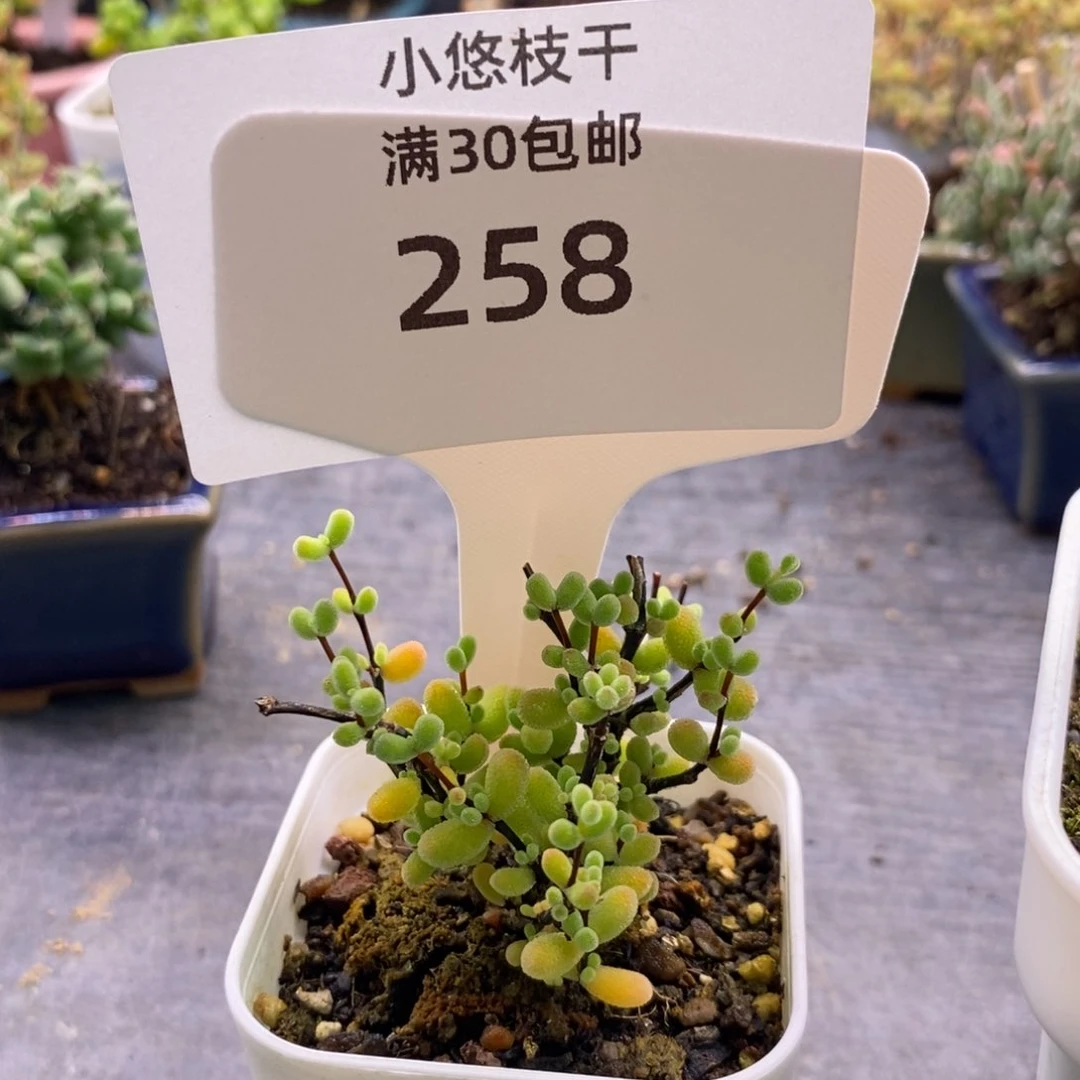 王****?258翡翠。