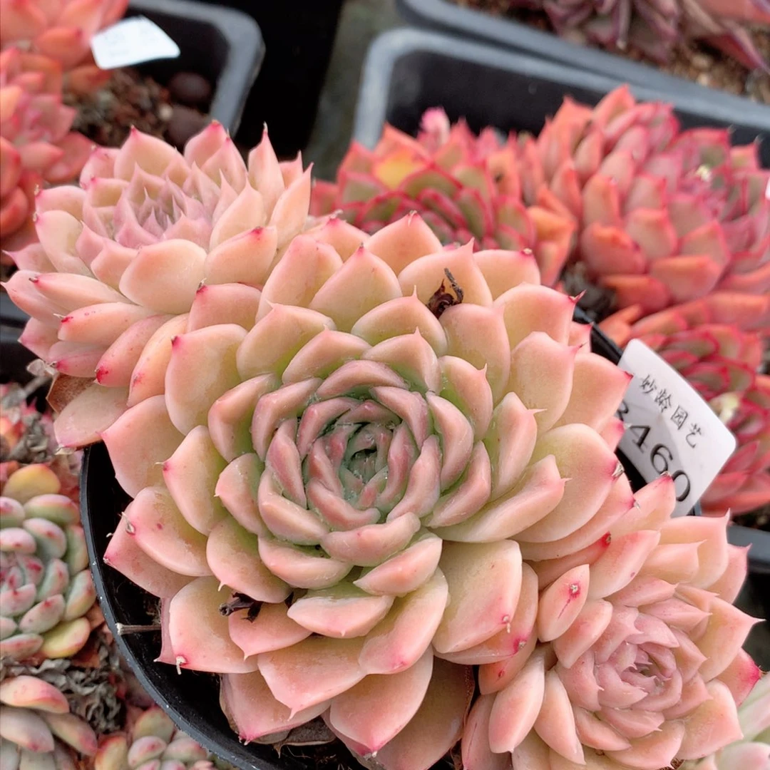 8460杂交多肉植物基地