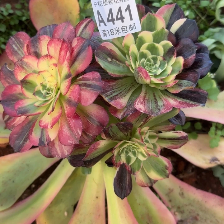 多肉 伯爵多肉法师植物