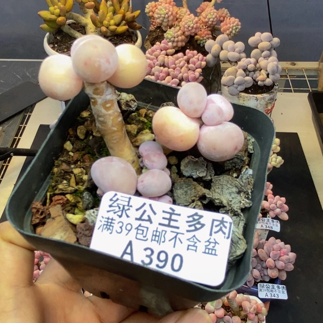390橙奶多肉肉3c m