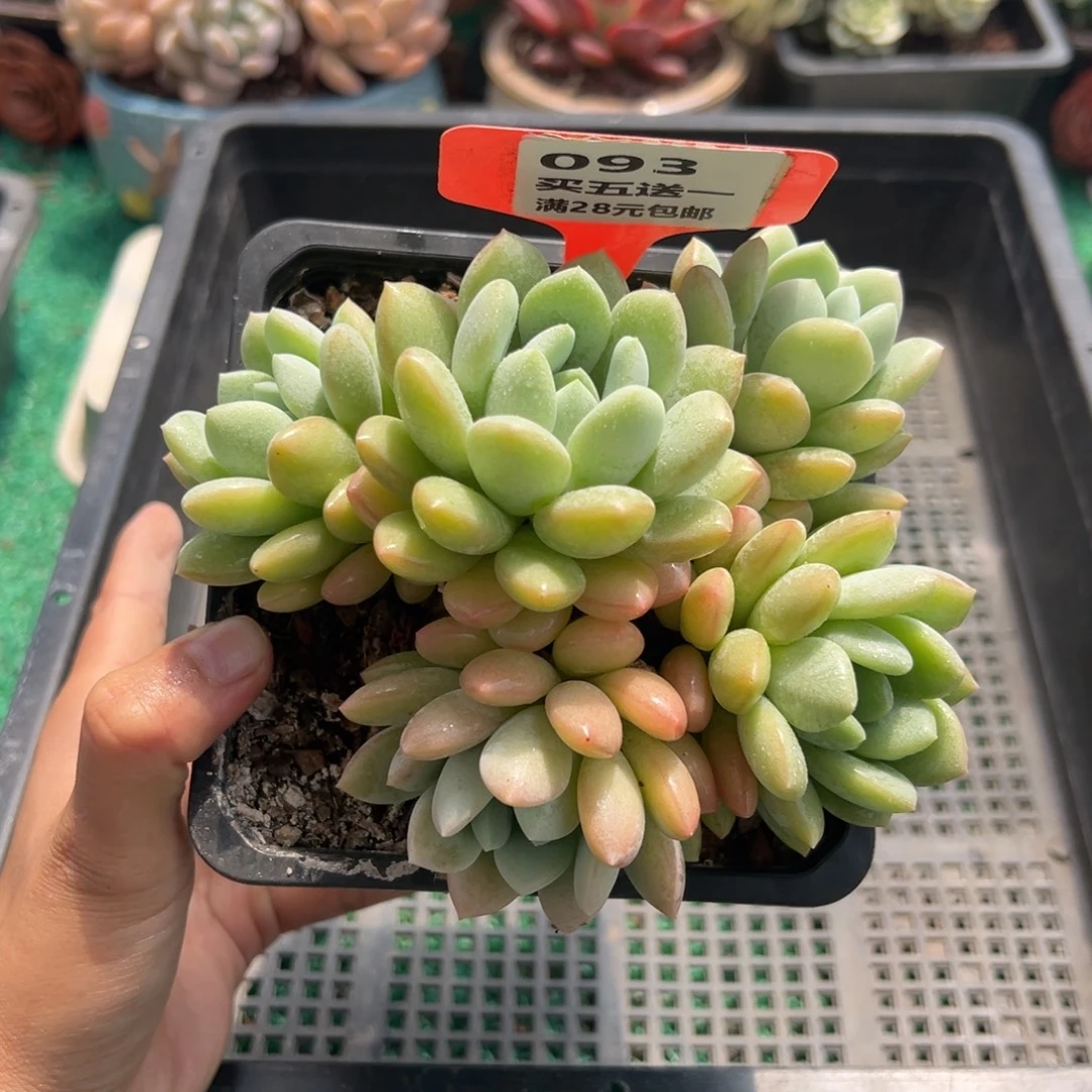 表妹精品多肉植物093.