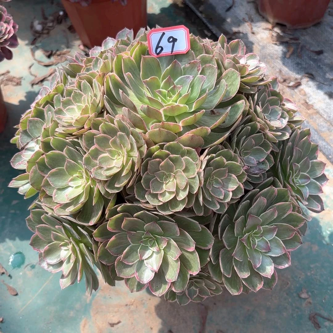 无花朵69莲花座多肉植物
