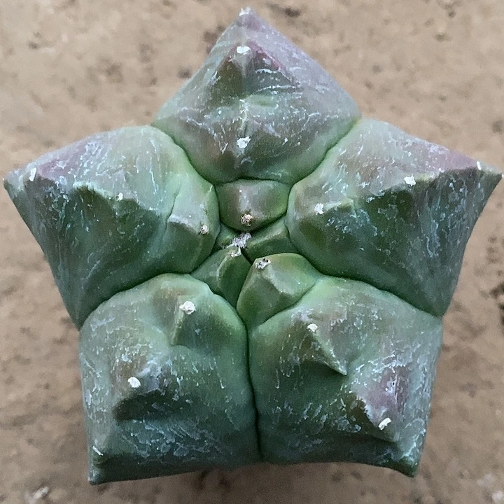 自根紫姬龟甲鸾精选