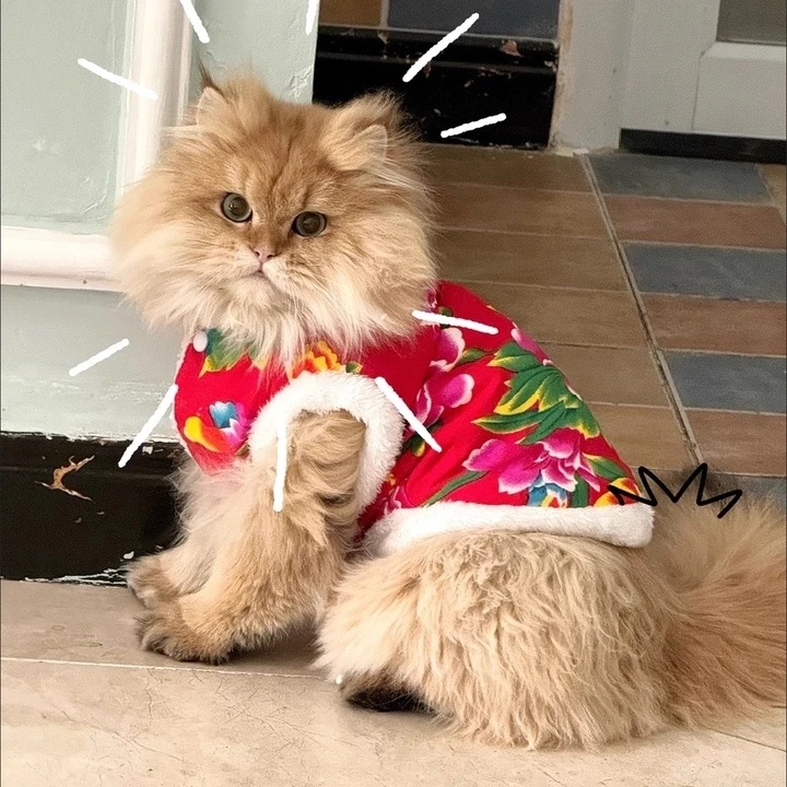 秋冬猫咪衣服东北大花新年服饰布偶英短金渐层猫服饰中小型犬衣服