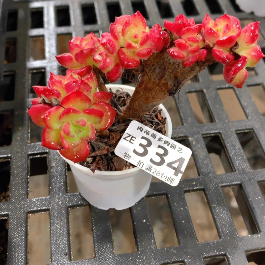 肉萌萌拇指盆精控多肉ZE334