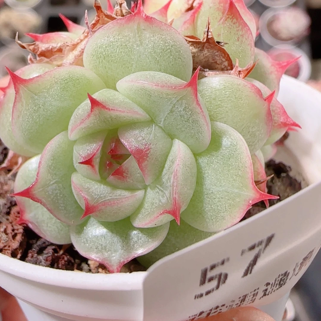 花语多肉1202-57海王散