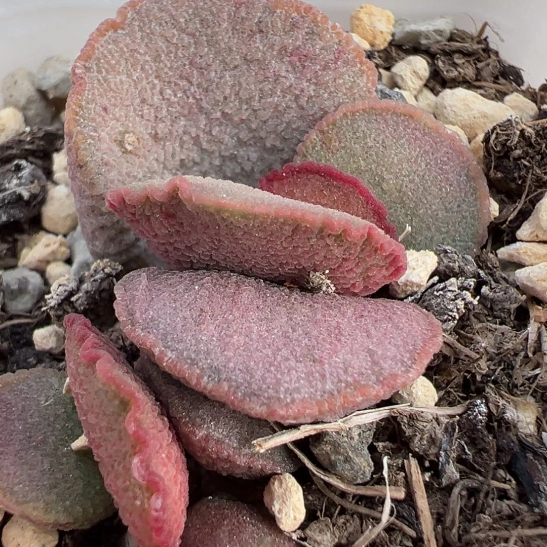 妖姬磨砂蛋多肉植物水泡