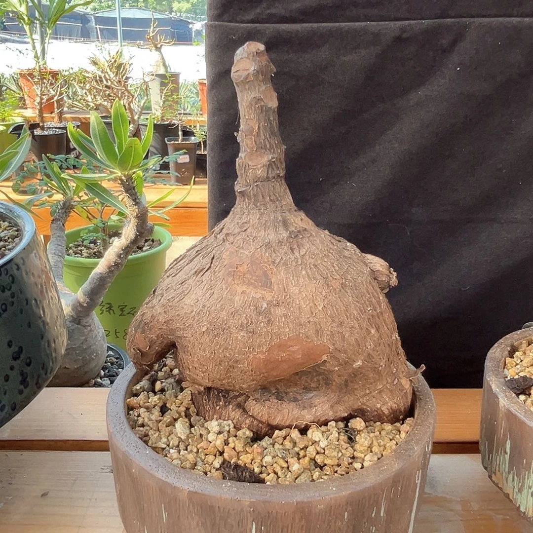 奇异油柑，企鹅造型