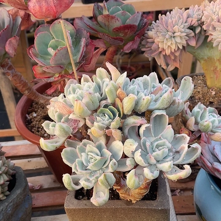 多肉植物肉肉植物