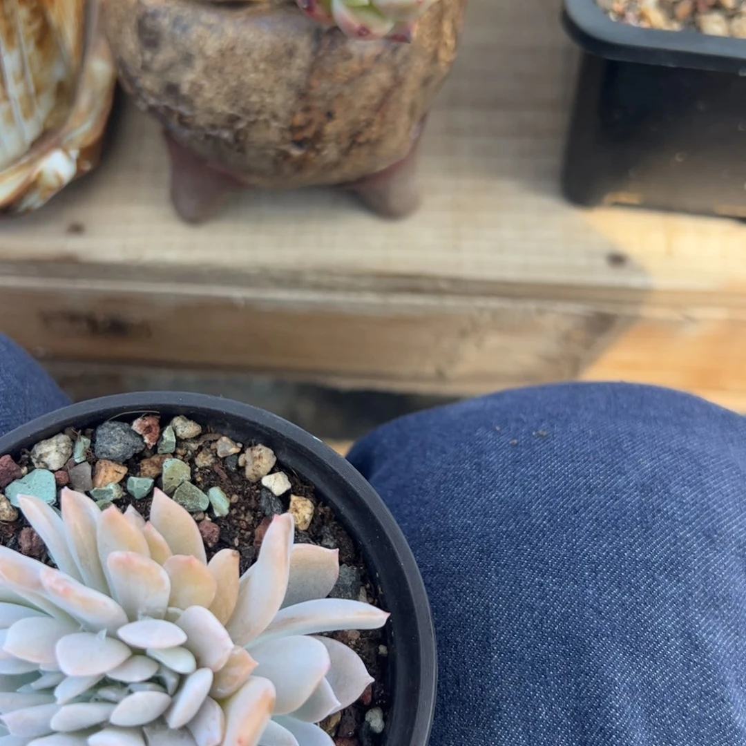 妙妙多肉植物保护