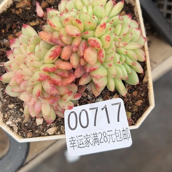 幸运儿是一位非常优秀且