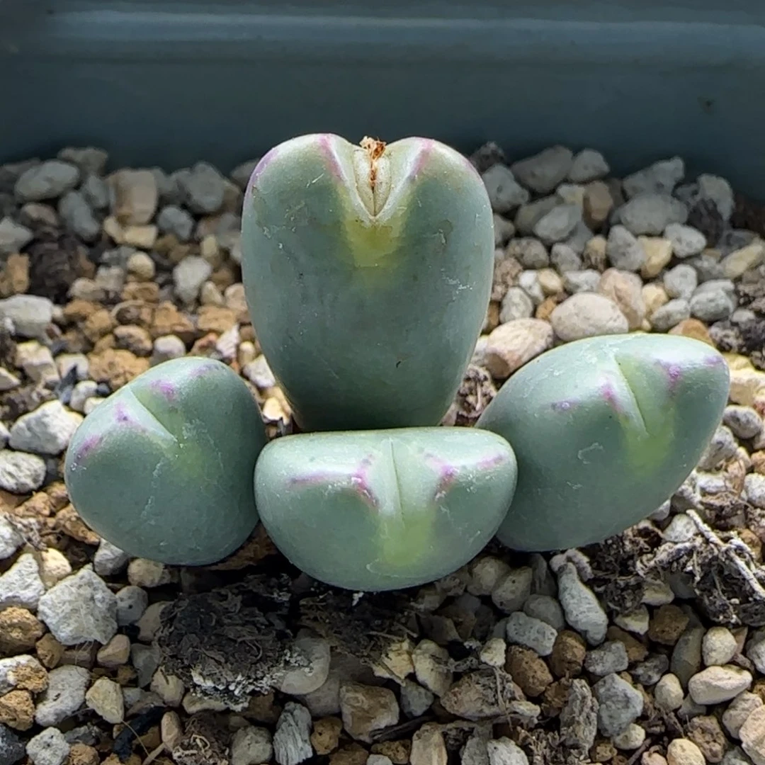 11-7-1-5当天满38包邮超短耳少将脱土