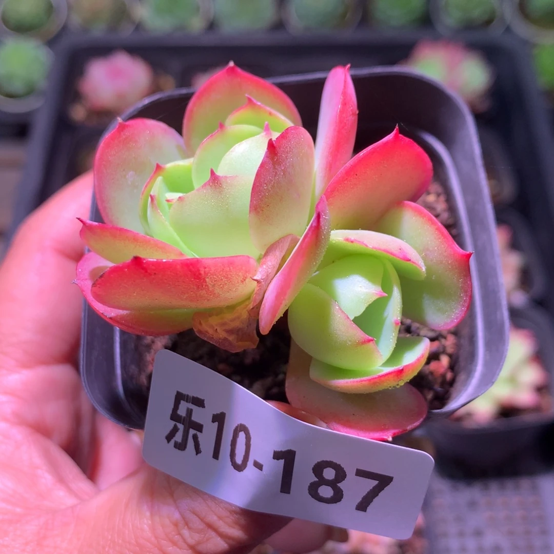 乐然10-187 桃花石