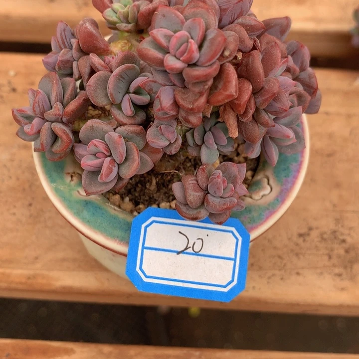 旋****旋律   15换20      补差价