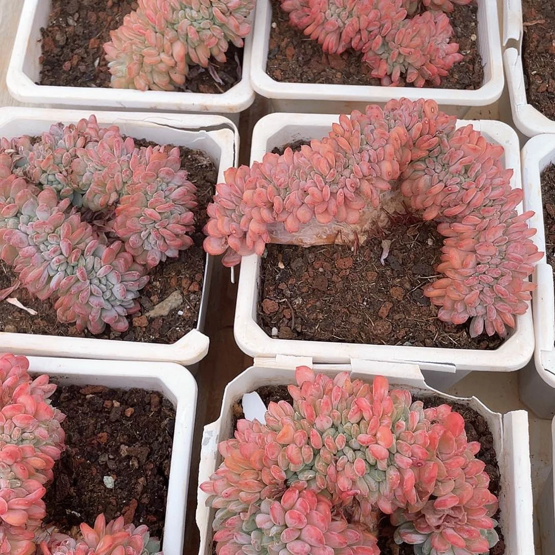 粉珍妮缀化老桩14厘米可挑