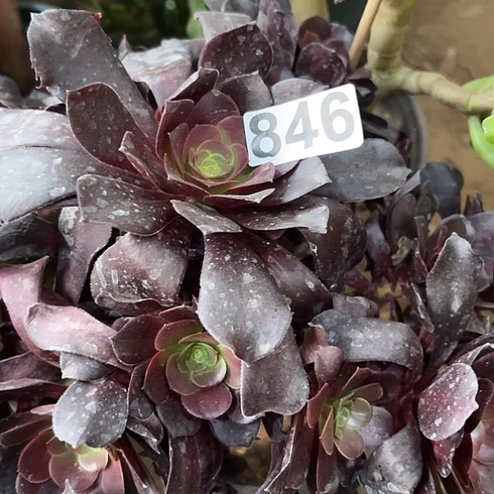 九***子多肉植物一个
