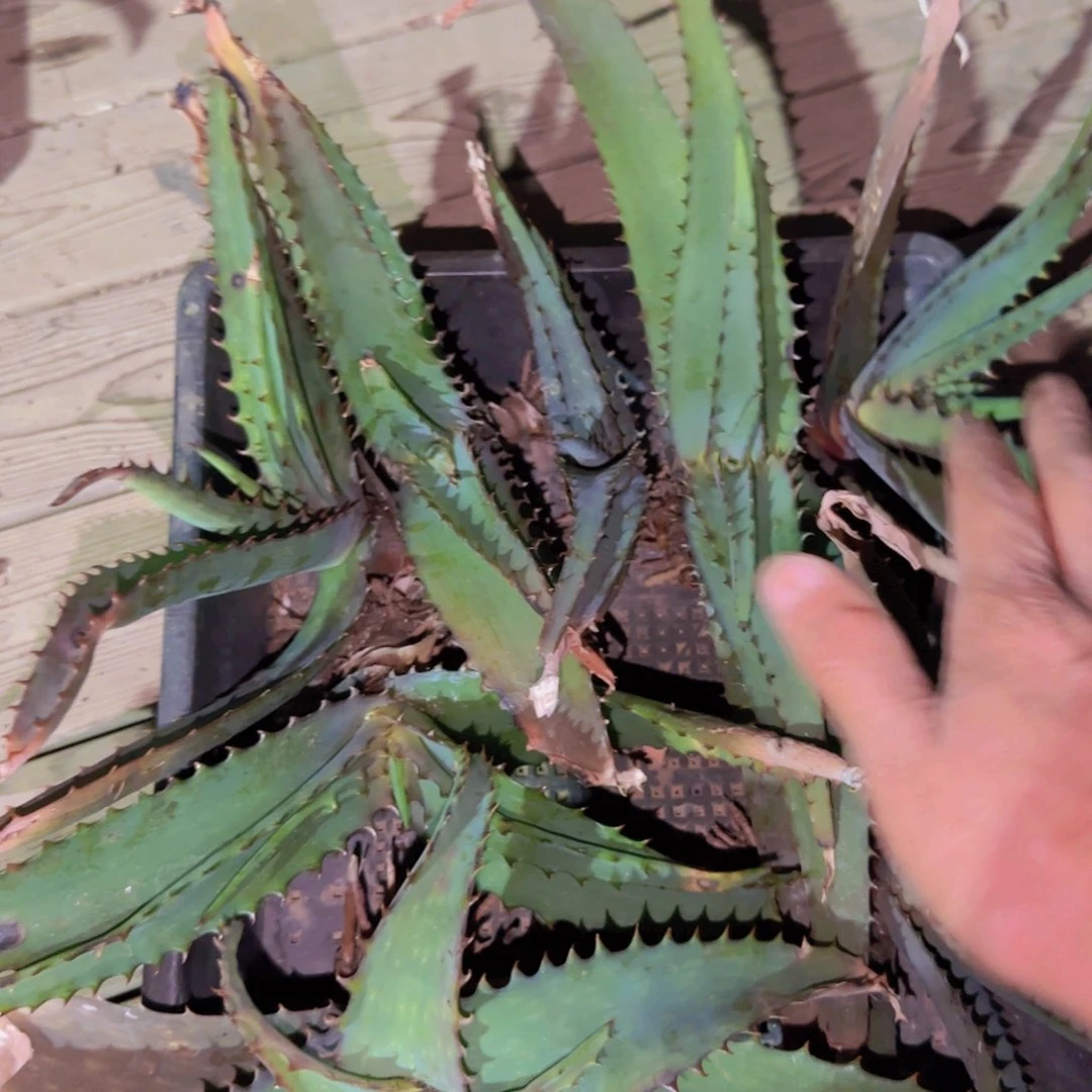 块根植物块根植物