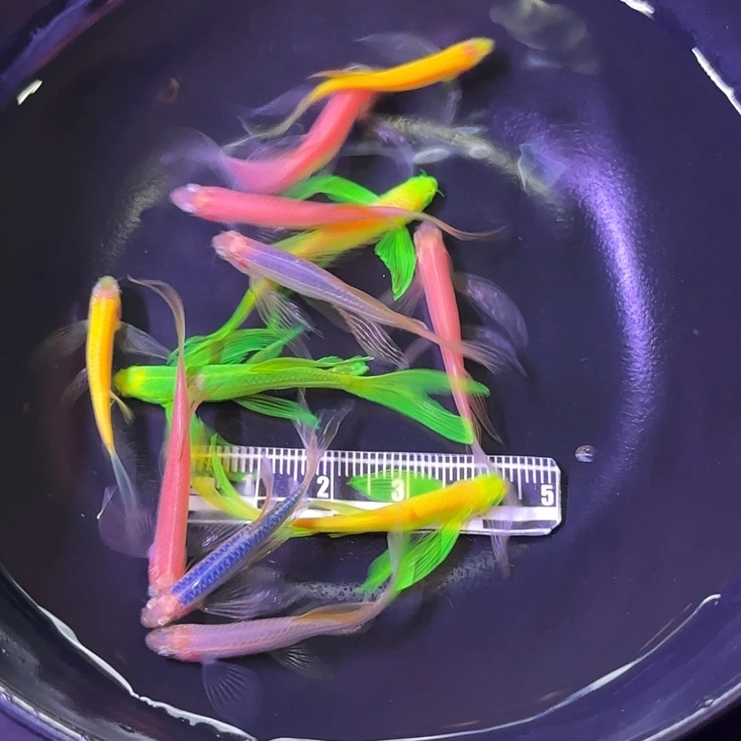 斑马鱼蝶翼斑马清缸12条