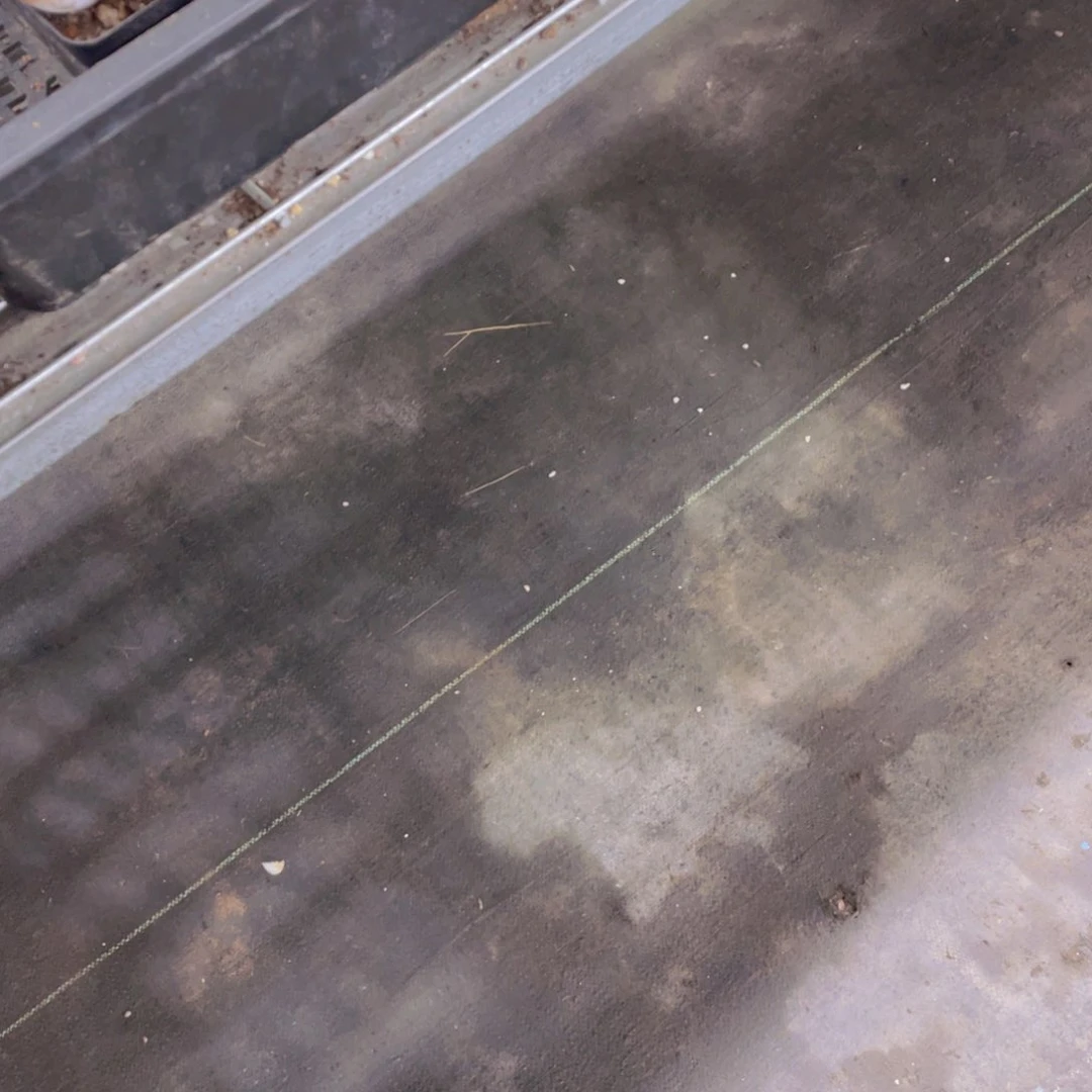 宽叶韩货超级蓝龙单头一个